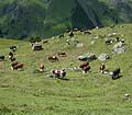 Pasturing cows in Chamois